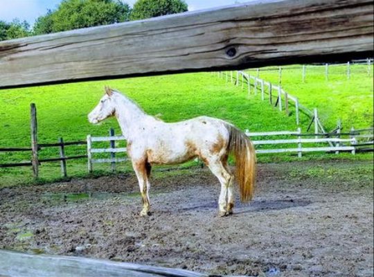 Hemp For People and Horses - Testimonials