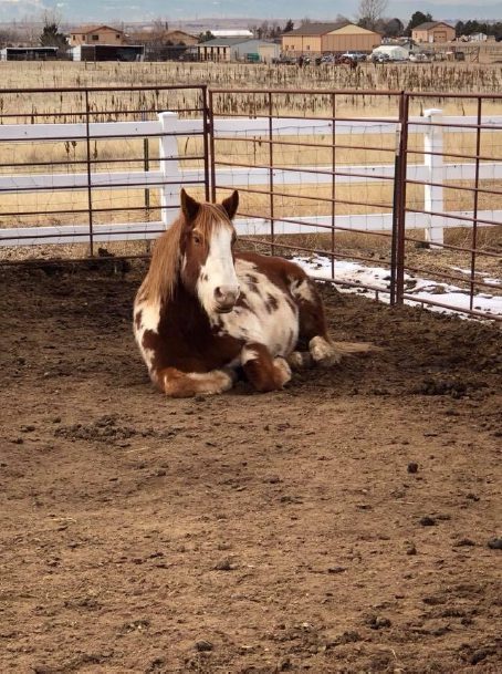 Hemp For People and Horses - Testimonials