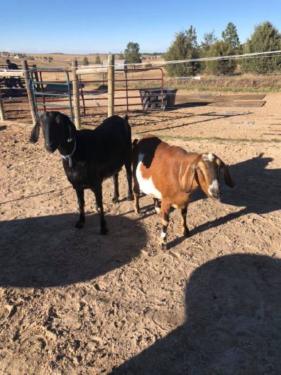 Hemp For People and Horses - Testimonials