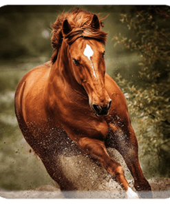 Hemp For Horses