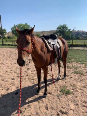 FX3-Performance-Horses-Training-Photo-Sep-29-3-58-16-PM