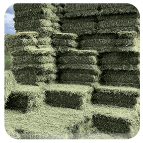 FX3 Performance Horses-Hay