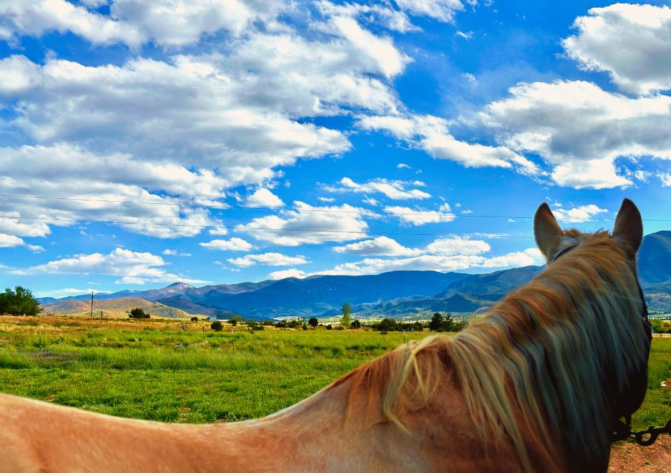 Palomino horse looking toward mountains_Who do you say I am poem by Dawn Francis_Rebel-Faith_owner Farra Francis of Sunshine Be Playin mare 2024