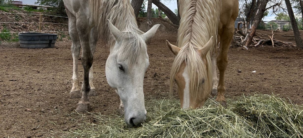 MTNMN Ranch Tours Canon City CO_RanchnVibes_13