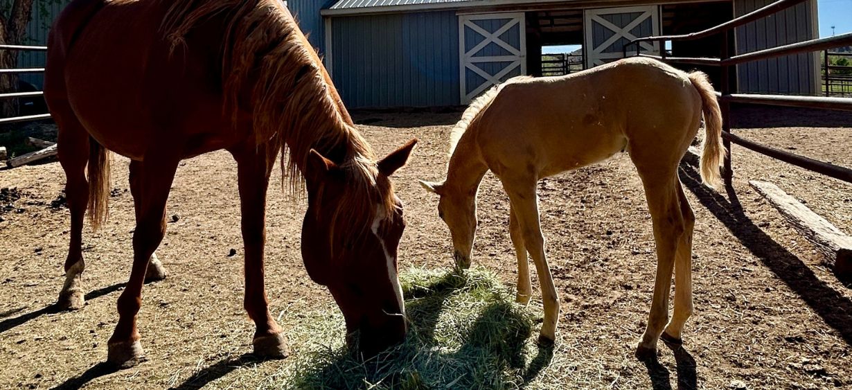MTNMN Ranch Tours Canon City CO_RanchnVibes_8