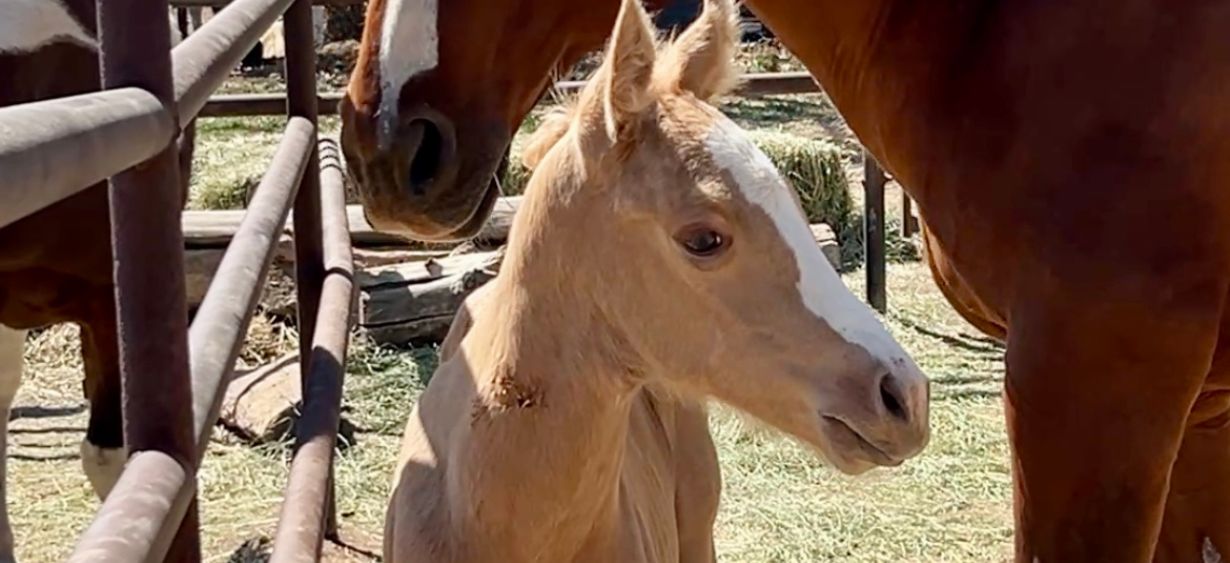 MTNMN Ranch Tours Canon City CO_RanchnVibes_9