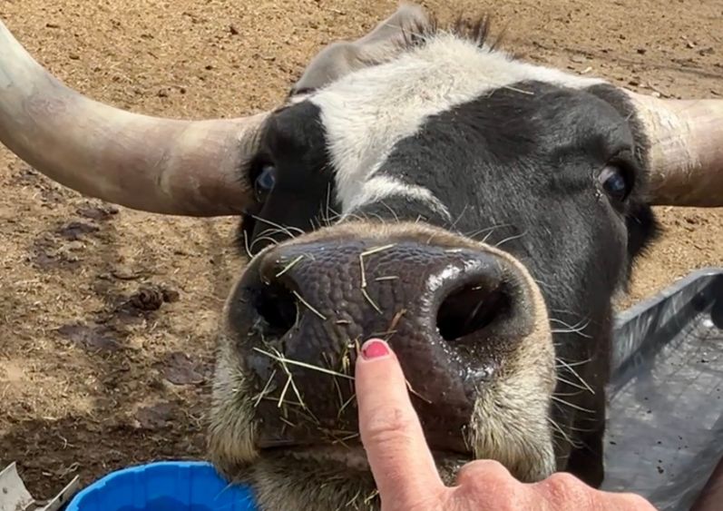 MTNMN Ranch Tours-Feed Texas Longhorns-Canon City CO_RanchnVibes_1