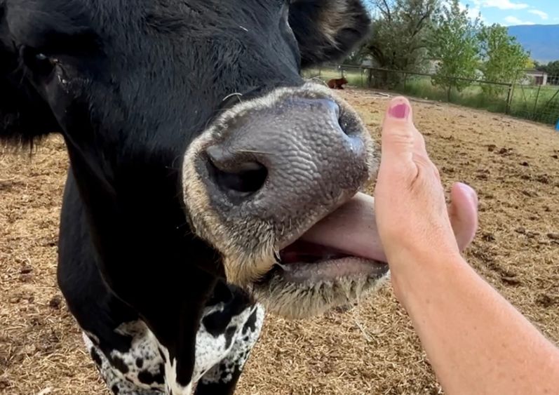 MTNMN Ranch Tours-Feed Texas Longhorns-Canon City CO_RanchnVibes_2
