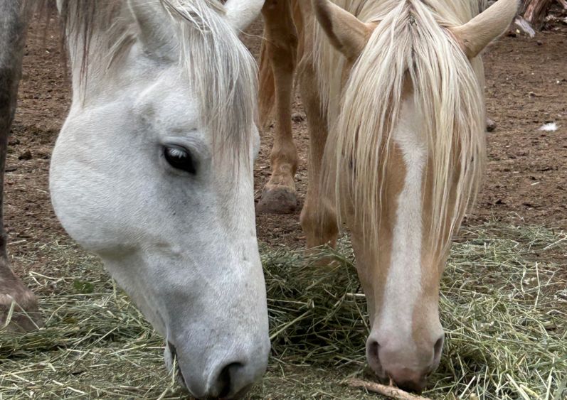 MTNMN Ranch Tours-Meet Fants & Ori_Canon City CO_RanchnVibes