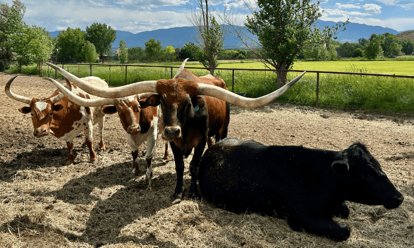 mountain man ranch long horn cattle canon city co