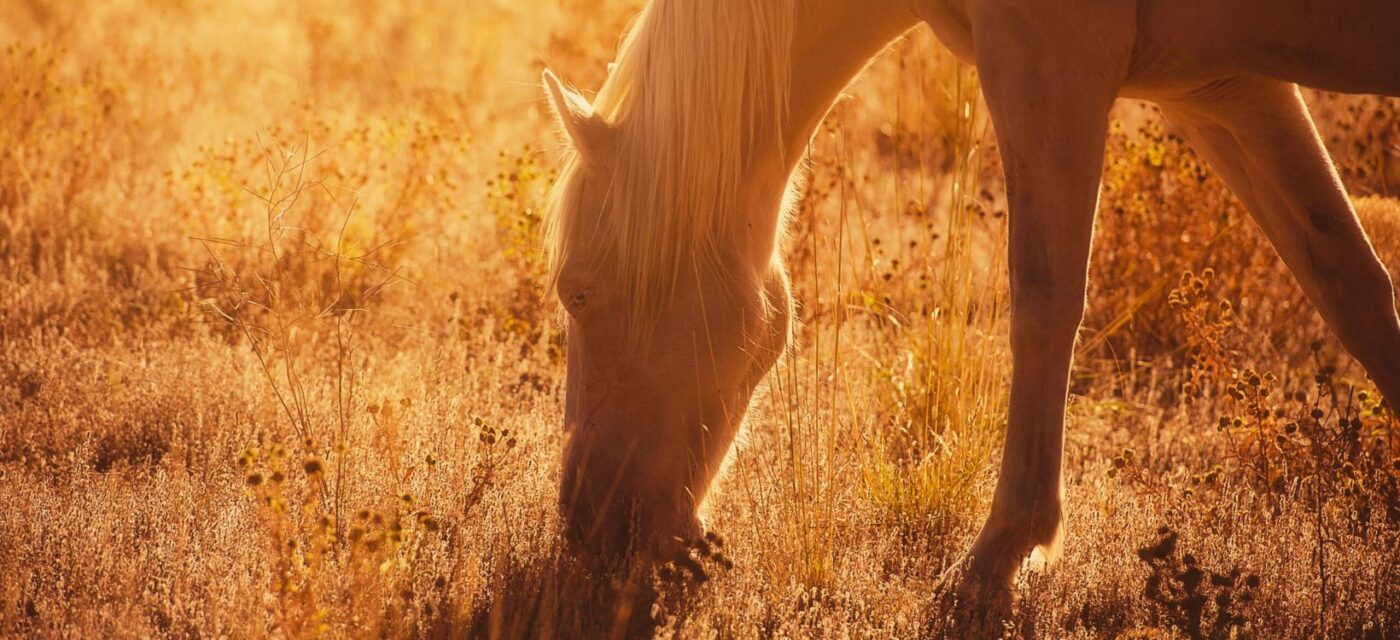 Cremelo in golden hour_MTNMN Ranch-Circle5 Feeds