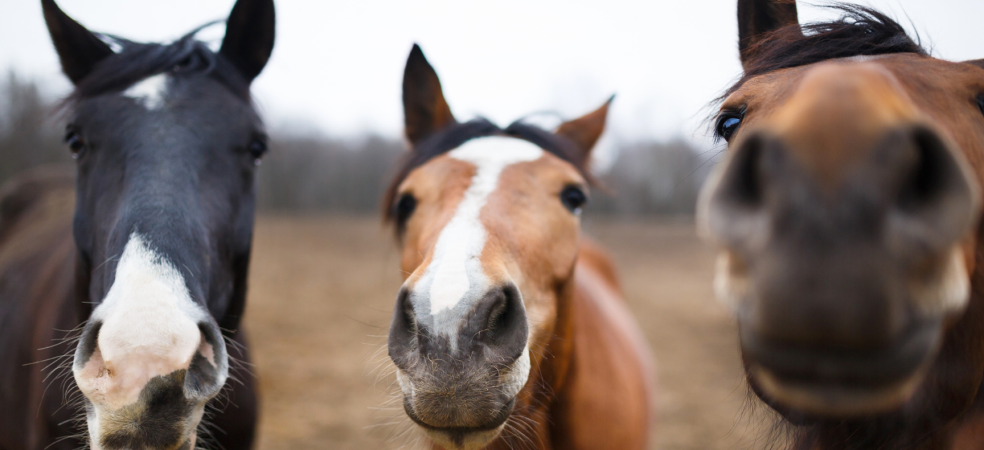 HORSES NOSES MTNMN RANCH CIRCLE 5 FEEDS