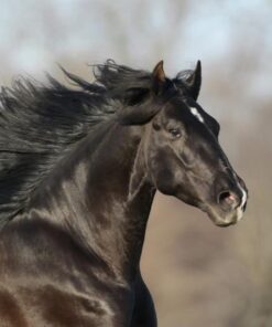 Camelio ANG II -HORSE of KINGS