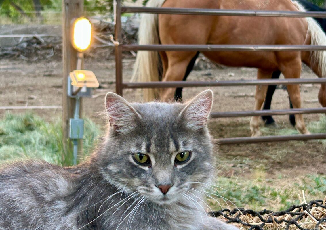 Arlo-the MTNMN Ranch Barn Lion-Canon City CO-2026_1700x1200