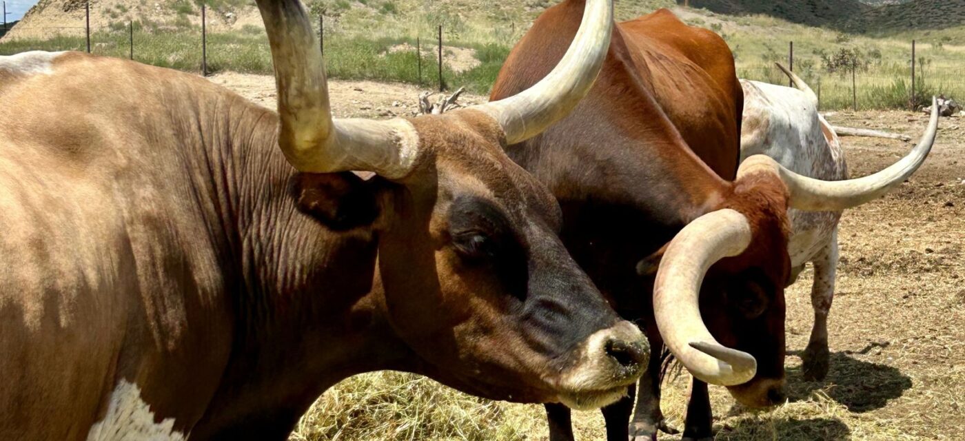 MTNMN Cattle-Beyonce & the ladies-Canon City CO_crop for banner