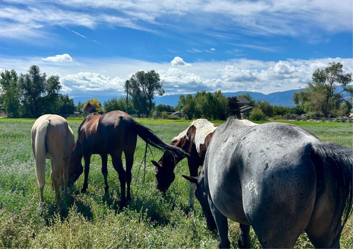 Meet horses-Mountain Man family Ranch-Canon City-CO-2026-1700x1200