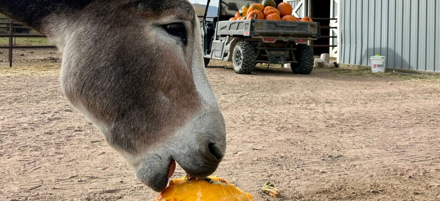 Penelope & pumpkins at MTNMN Ranch Canon City CO_crop for banner